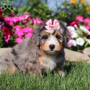 Flora, Mini Bernedoodle Puppy